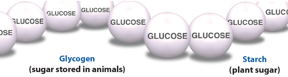 understanding-carbohydrates