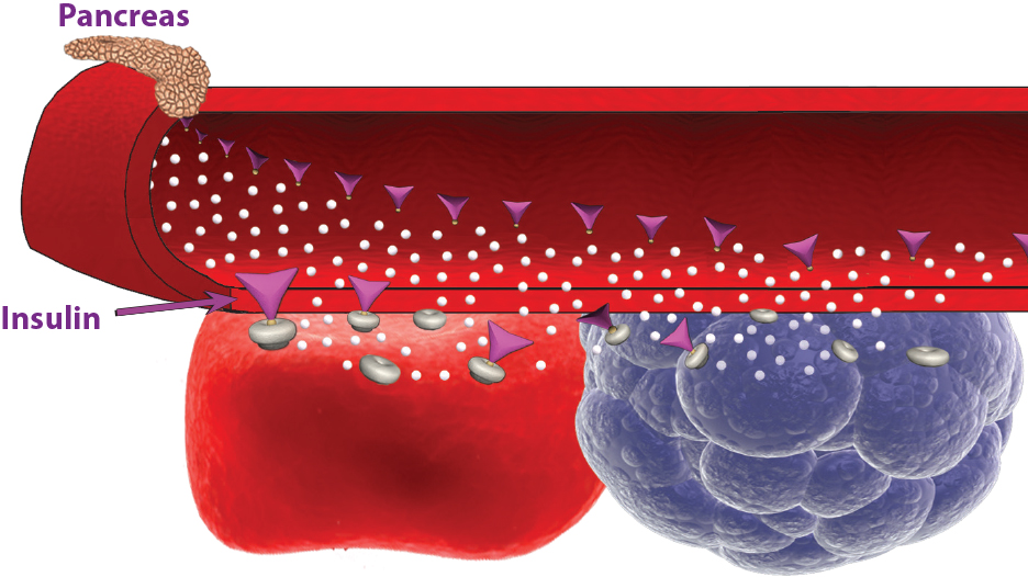 food-amp-hormones