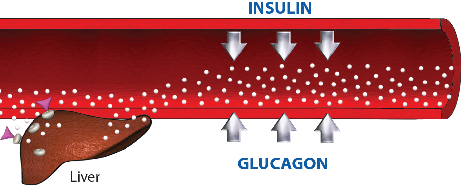 food-amp-hormones